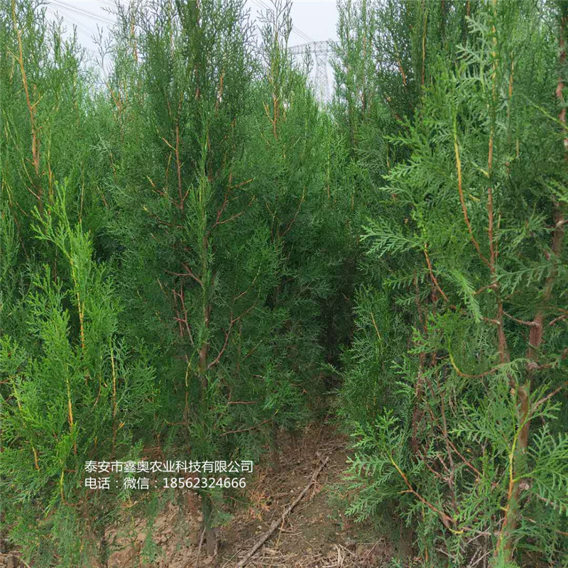 最新侧柏采购信息及其分析概览