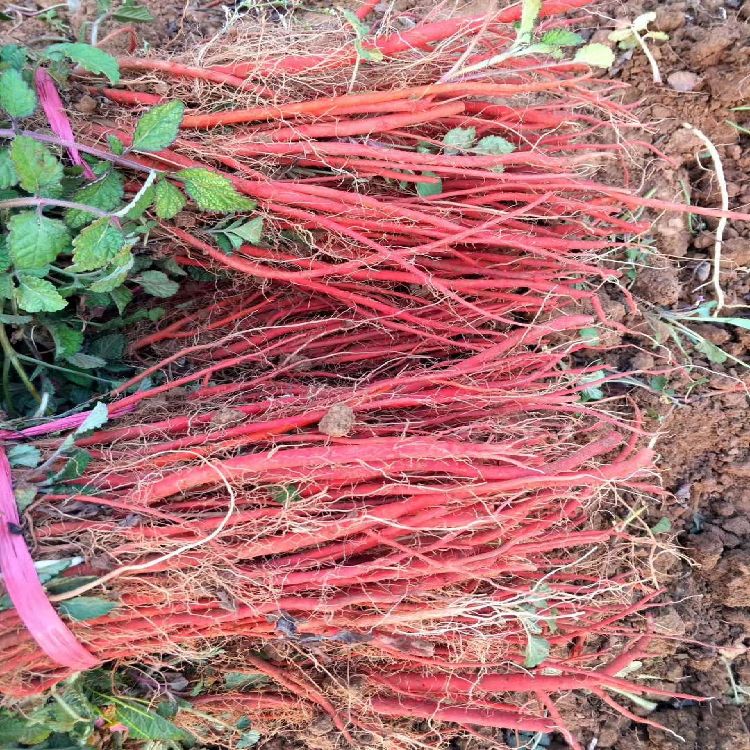 丹参行情,全面了解和操作指南