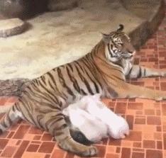 内涵搞笑段子最新版集锦